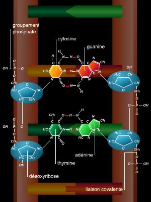 Structure chimique des nucléotides