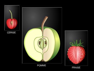 Fruits simples et complexes