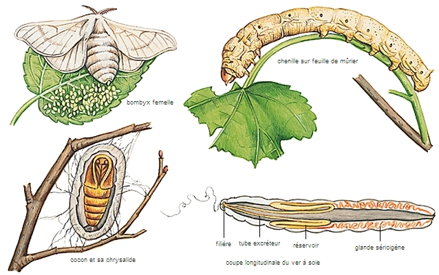 Alliance Francaise Halifax What We Do