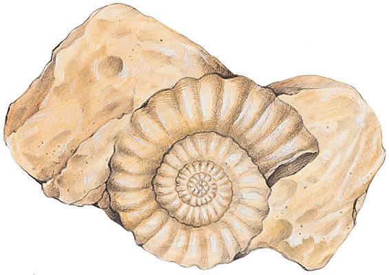 http://www.larousse.fr/encyclopedie/data/images/1000760-Ammonite.jpg