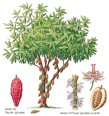 Cacaoyer