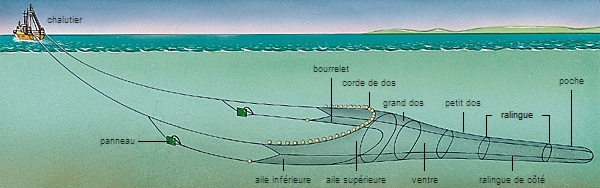 http://www.larousse.fr/encyclopedie/data/images/1000857-Chalut_p%C3%A9lagique.jpg