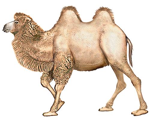Grognement de chameau
