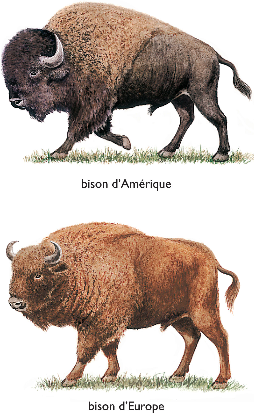 Bisons