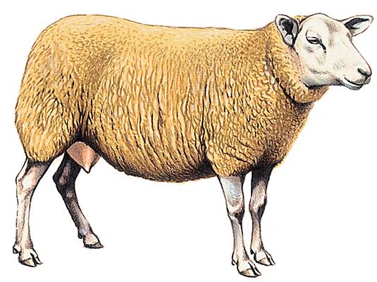 Bêlements de moutons