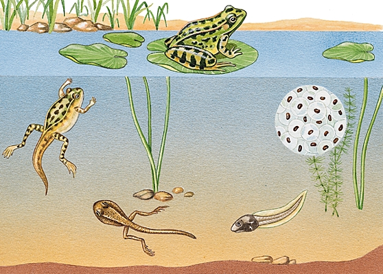 Cycle de vie de la grenouille - activité avec les enfants