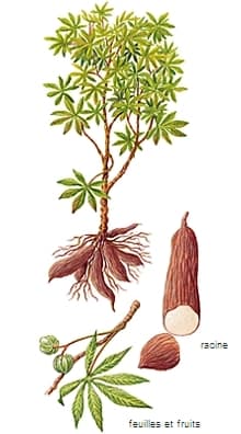 Manioc
