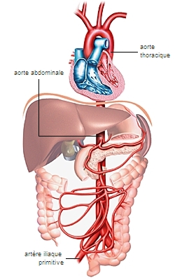 Aorte