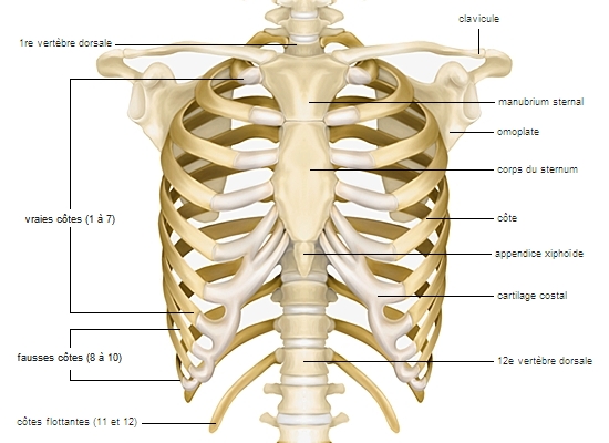 [Image: 1001427-Squelette_du_thorax.jpg]