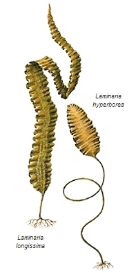 Laminaires