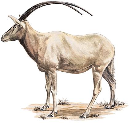 Oryx