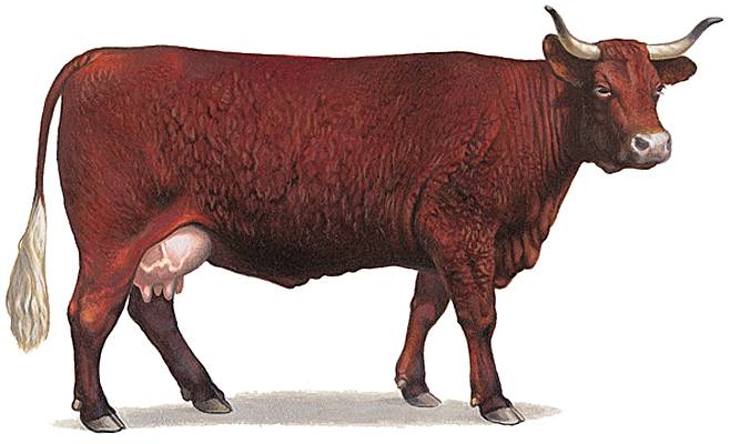 Beuglement de bœuf