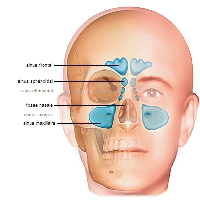 Sinus de la face