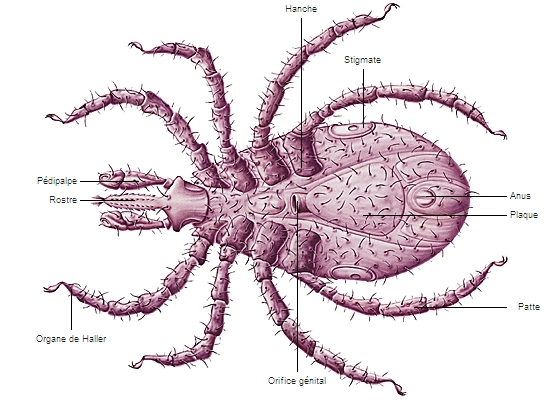 Morphologie d'un acarien