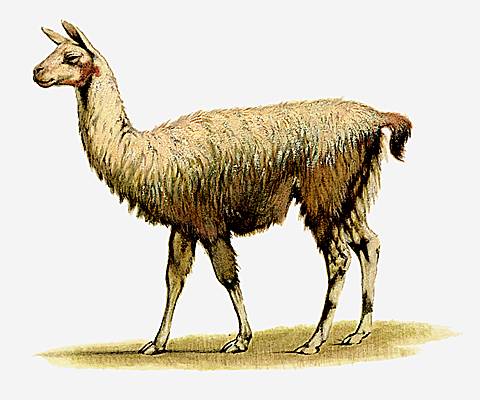 Lama