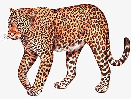 L�opard de barbarie