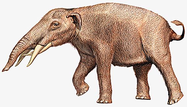 Reconstitution d'un mastodonte