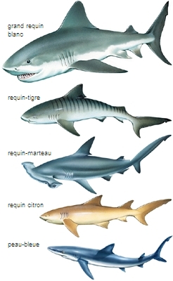 encyclopedie requin