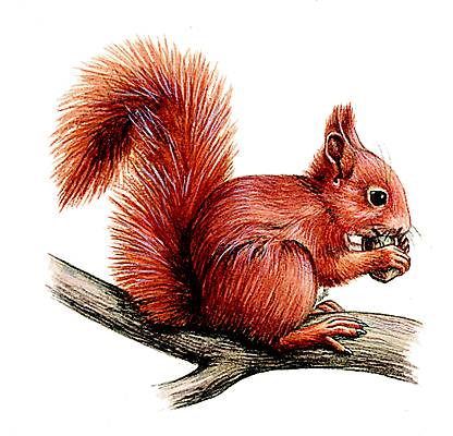 Cri d'écureuil