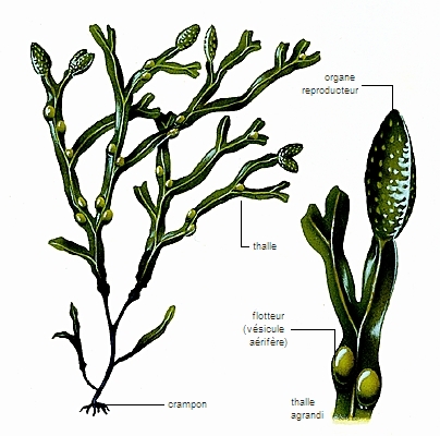 Fucus