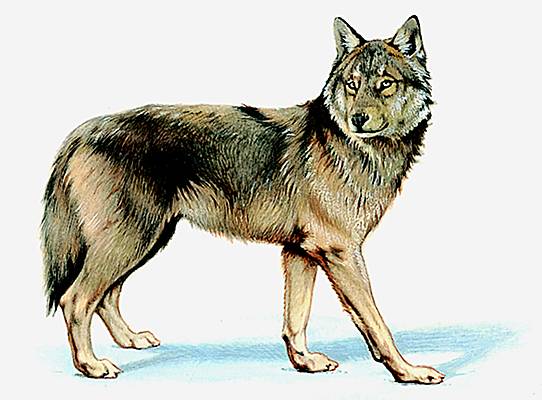 Loup