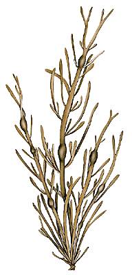 Ascophylle