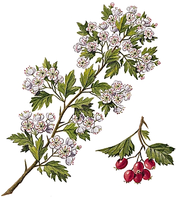 Résultat de recherche d'images pour "aubepine"