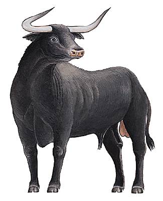 Aurochs