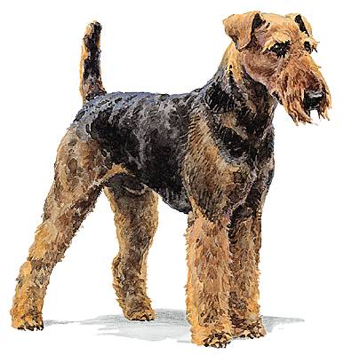 Airedale-terrier