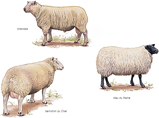 Moutons