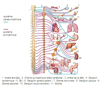 Résultat de recherche d'images pour "système nerveux central"