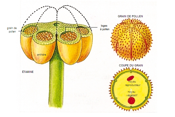 Étamine et pollen de la menthe