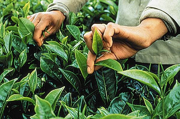 Récolte des feuilles de thé
