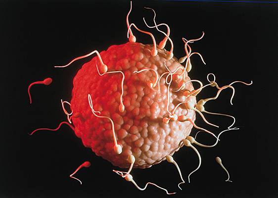 Spermatozoïdes et ovule