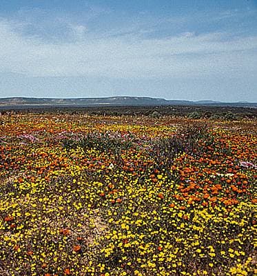 Désert du Namaqualand