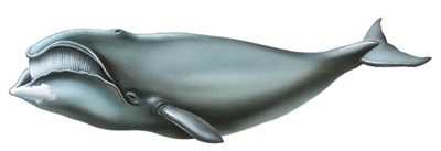 Cri de baleine bowheaded