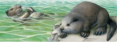 Cri de loutre de mer