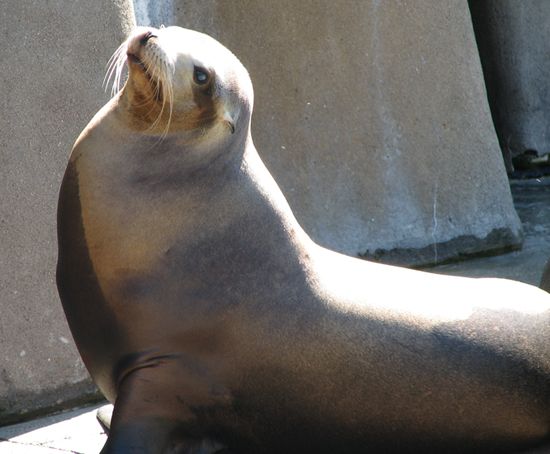 Otarie de Californie