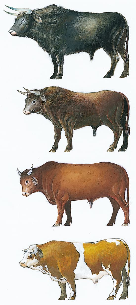 De l'aurochs au boeuf domestique