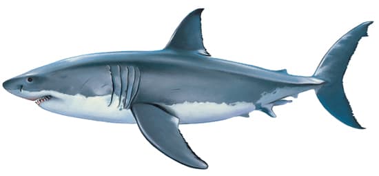Encyclopédie Larousse en ligne - requin