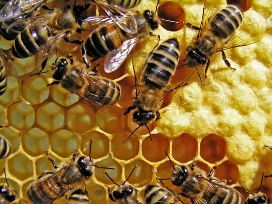 Reproduction des abeilles