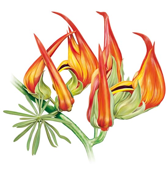 Lotier de Berthelot Lotier de Berthelot