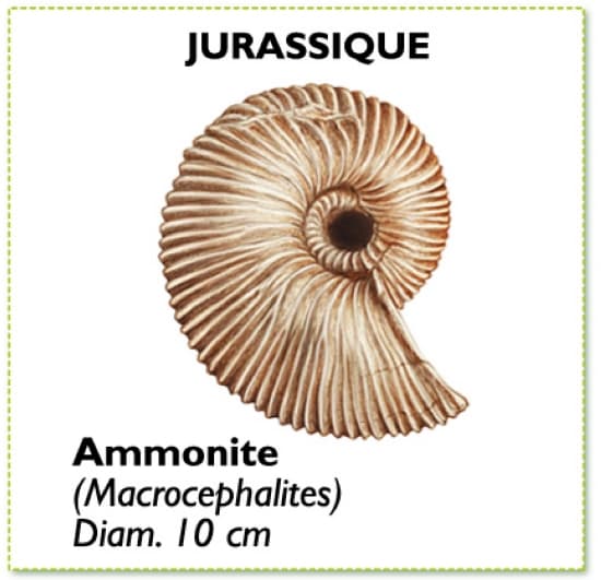 ammonite macrocéphale du jurassique