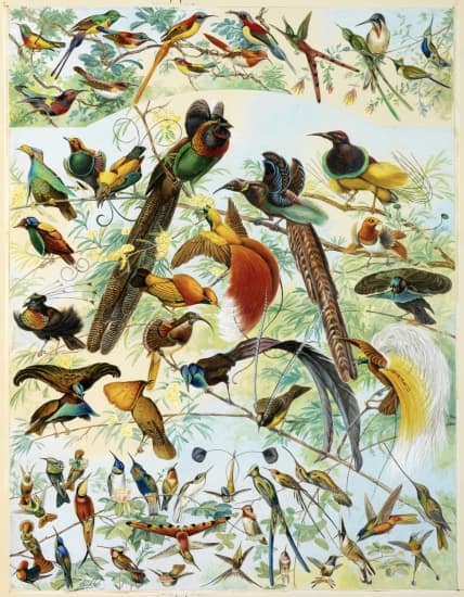 Résultat de recherche d'images pour "oiseaux de paradis"