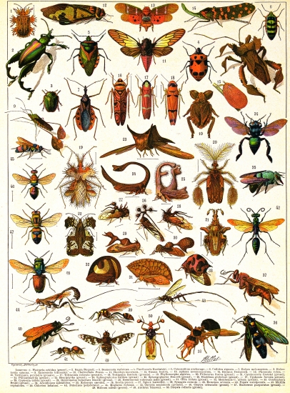 encyclopedie larousse 1898
