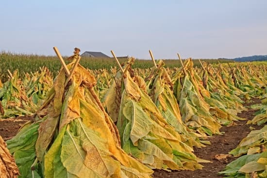 Séchage des feuilles de tabac