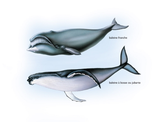 Baleines