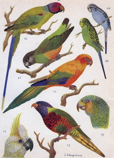 Différentes espèces de perroquets
