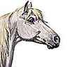 Cheval de race arabe