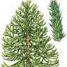 Araucaria